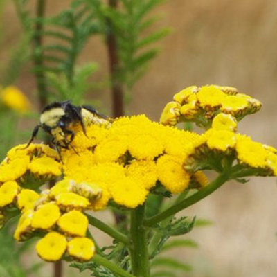 Bee on yellow flowers