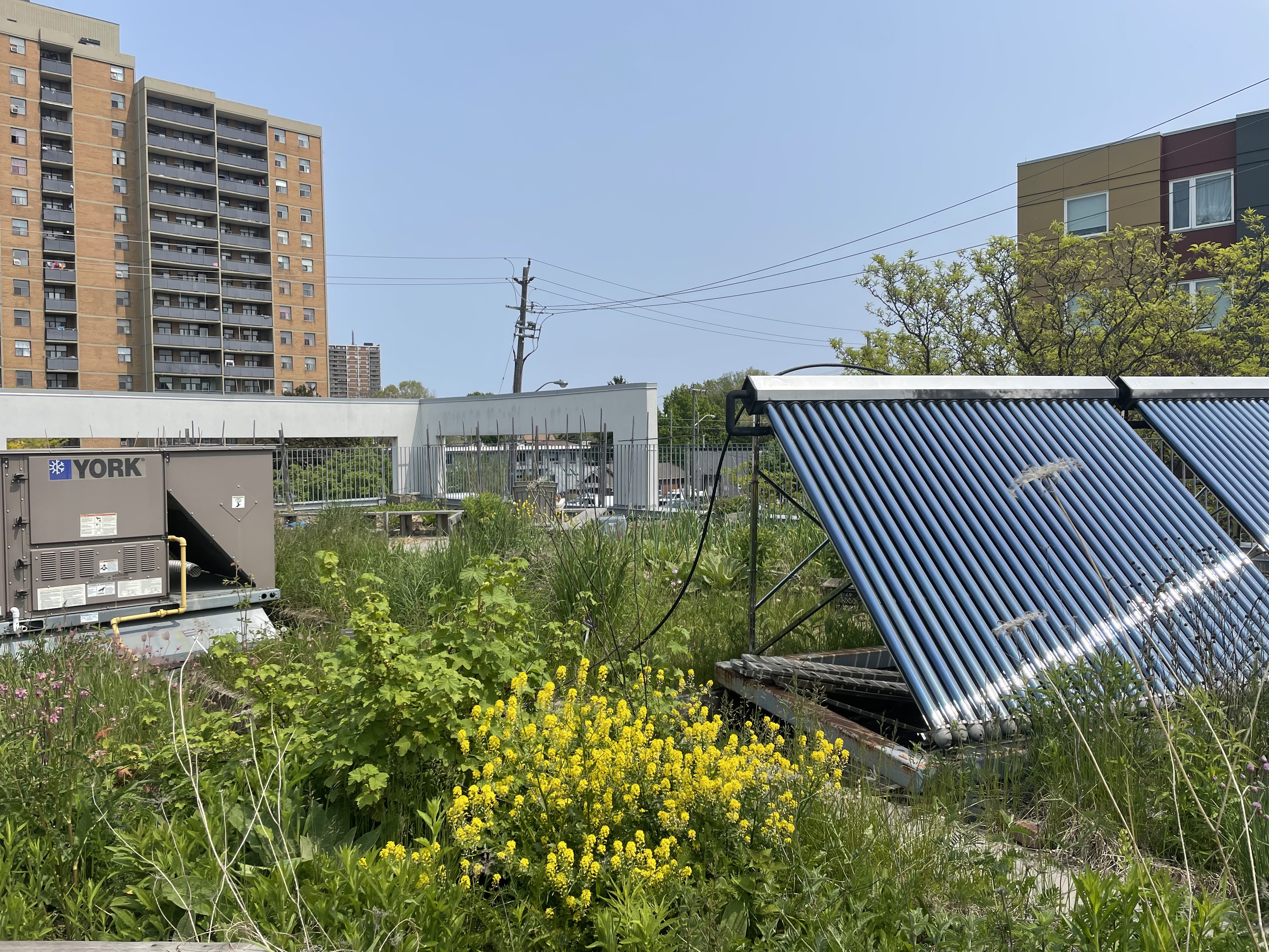 Taylor-Massey, Scarborough – Rooftop Garden