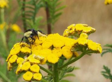 Bee on yellow flower