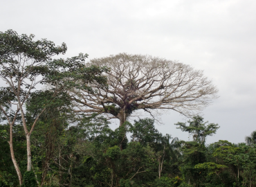 Large tree canopy in Amazon rain forest