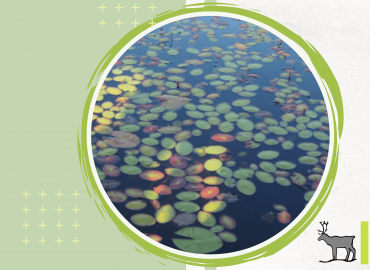 Lilypads in a pond