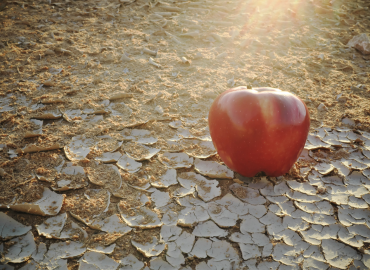 an apple on dry, infertile ground